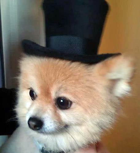 Top Hat Tommy